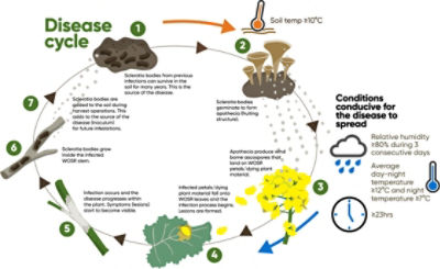 Corteva-Sclerotinia-disease
